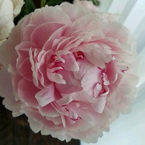 Meet your Posher, Sandra